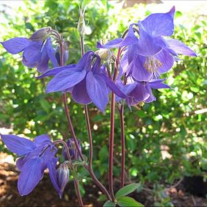 Aquilegia alpina