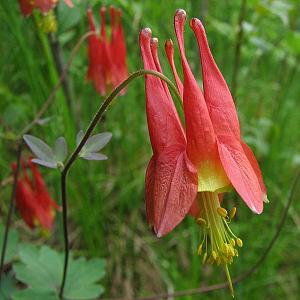 Aquilegia canadensis