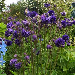 Aquilegia v. 'Blue Barlow'