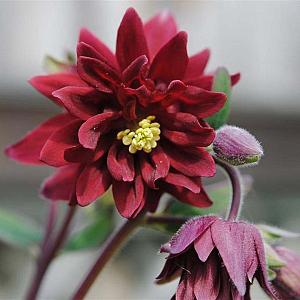 Aquilegia v. 'Ruby Port'