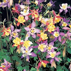 Aquilegia 'McKana Hybrids'