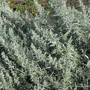 Artemisia lud. 'Silver Queen'