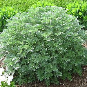 Artemisia 'Powis Castle'