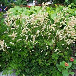 Aruncus aethusifolius