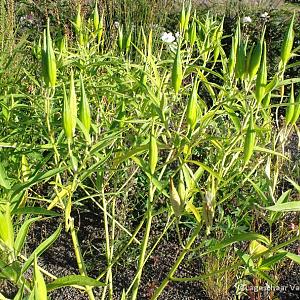 Asclepias inc. 'Ice Ballet'