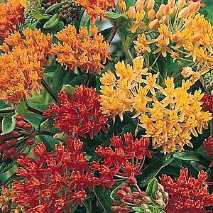 Asclepias tub. 'Gay Butterflies'