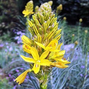 Asphodeline lutea