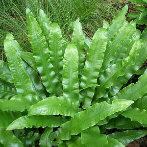 Asplenium scolopendrium