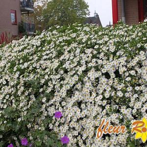 Aster ageratoides 'Ashvi'