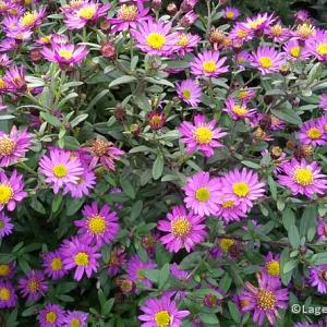 Aster ageratoides 'Ezo Murazaki'