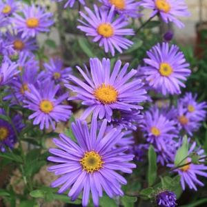 Aster amellus 'Blue King'