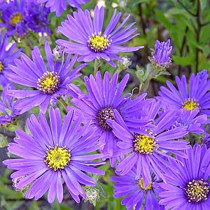 Aster amellus 'Breslau'