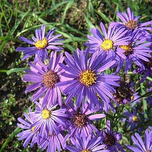 Aster amellus 'Rudolf Goethe'