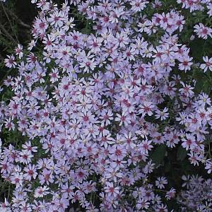 Aster cordifolius 'Ideal'