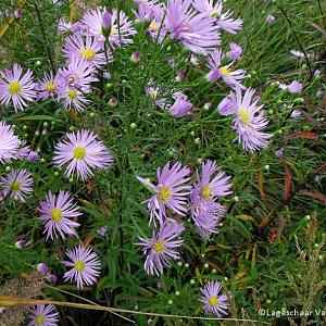 Aster ericoides 'Blue Star'