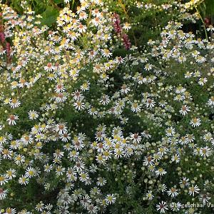 Aster ericoides 'Golden Spray'