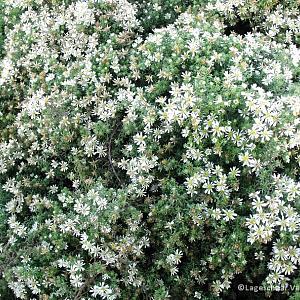 Aster ericoides 'Snowflurry'