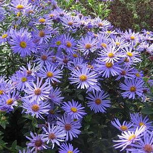 Aster frikartii 'Mönch'