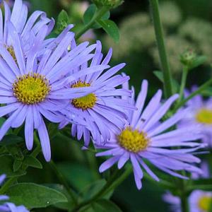 Aster frikartii 'Wunder von Stäfa'