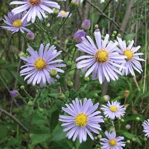 Aster laevis