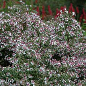 Aster l. 'Horizontalis'