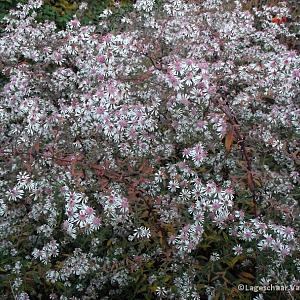 Aster l. 'Lady in Black'