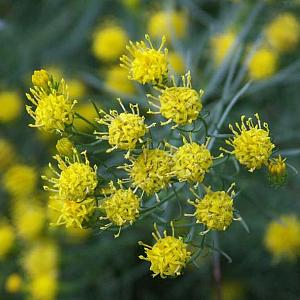 Aster linosyris