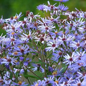 Aster macrophyllus 'Twilight'