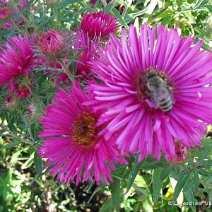 Aster n.-a. 'And. an Paul Gerber'