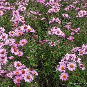 Aster n.-a. 'Barr's Pink'