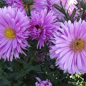 Aster n.-b. 'Patricia Ballard'