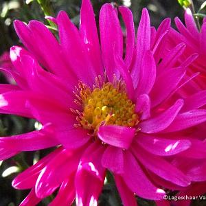 Aster n.-b. 'Royal Ruby'