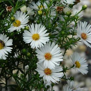 Aster n.-b. 'White Ladies'