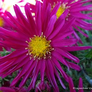 Aster n.-b. 'Winston Churchill'