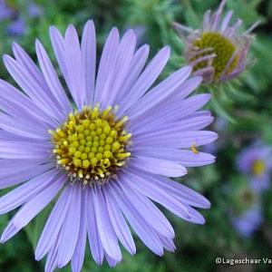 Aster oblong. 'October Skies'