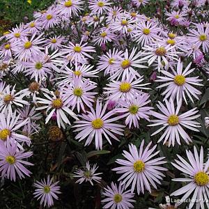 Aster pyrenaeus 'Lutetia'