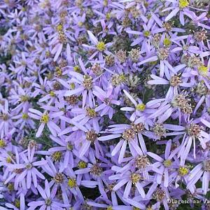 Aster sedifolius 'Nanus'