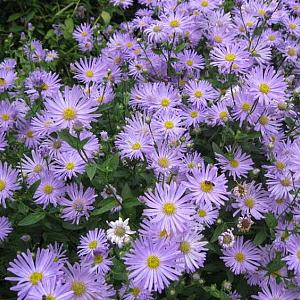 Aster thomsonii