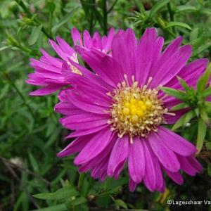 Aster (D) 'Alice Haslam'