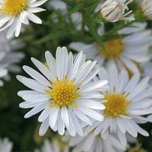 Aster (D) 'Apollo'