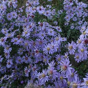 Aster 'Little Carlow'