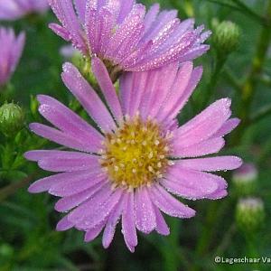 Aster 'Pink Star'