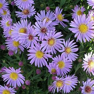 Aster 'Wood's Light Blue'