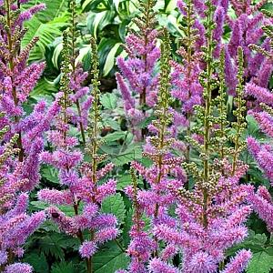 Astilbe c. 'Pumila'