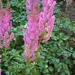 Astilbe c. 'Superba'