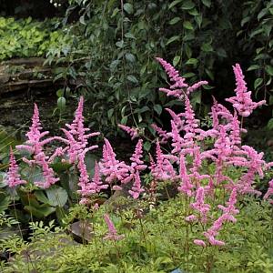 Astilbe (A) 'Cattleya'