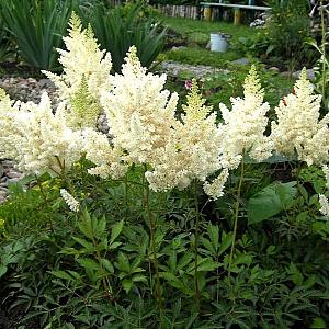 Astilbe (J) 'Deutschland'