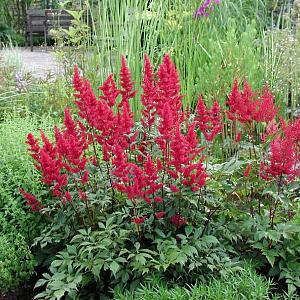 Astilbe (A) 'Fanal'