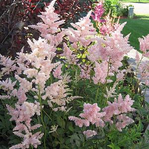 Astilbe (J) 'Peach Blossom'