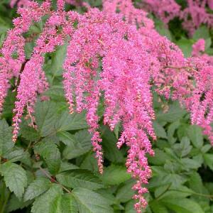 Astilbe (T) 'Straussenfeder'